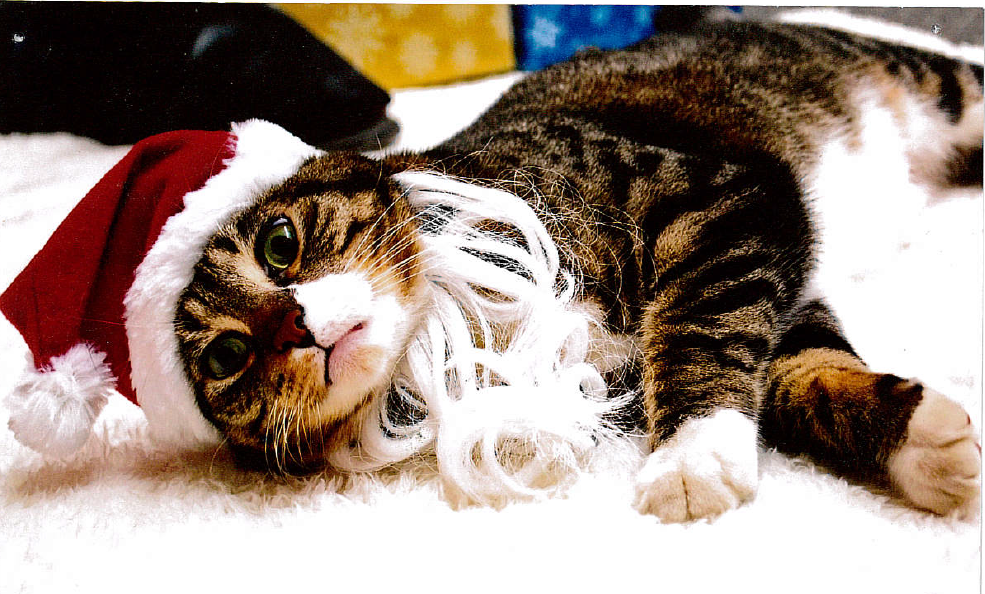 Fun filled Pet Pictures with Santa