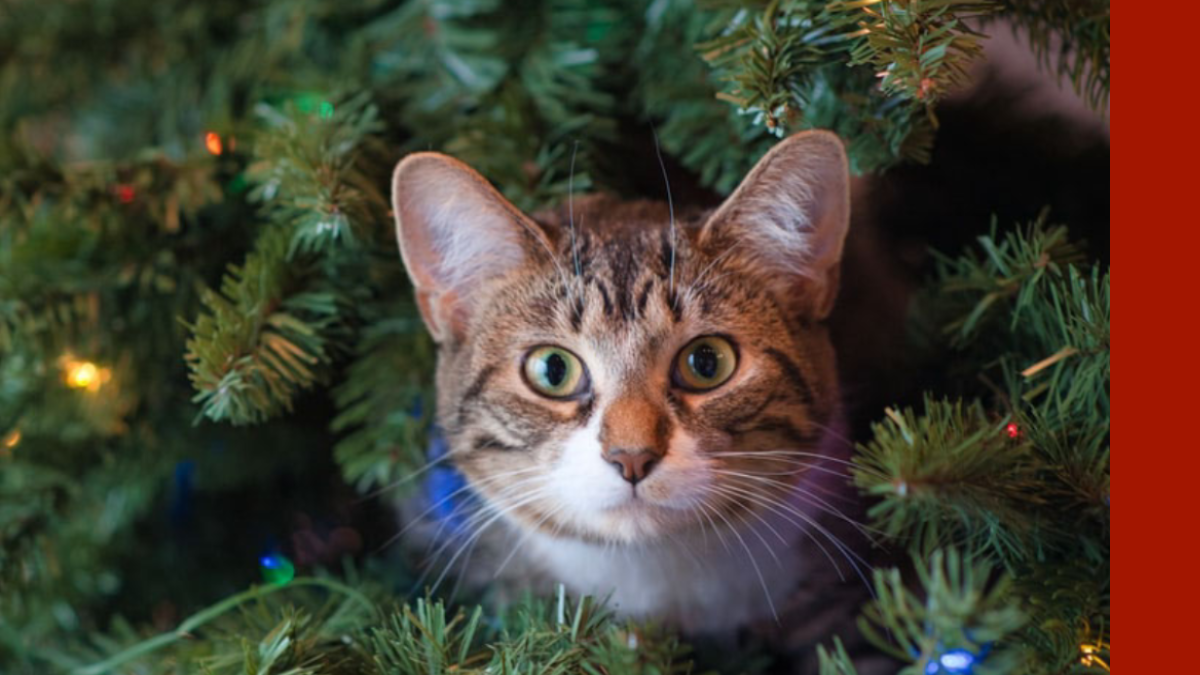 holiday tips to keep pet safe 
