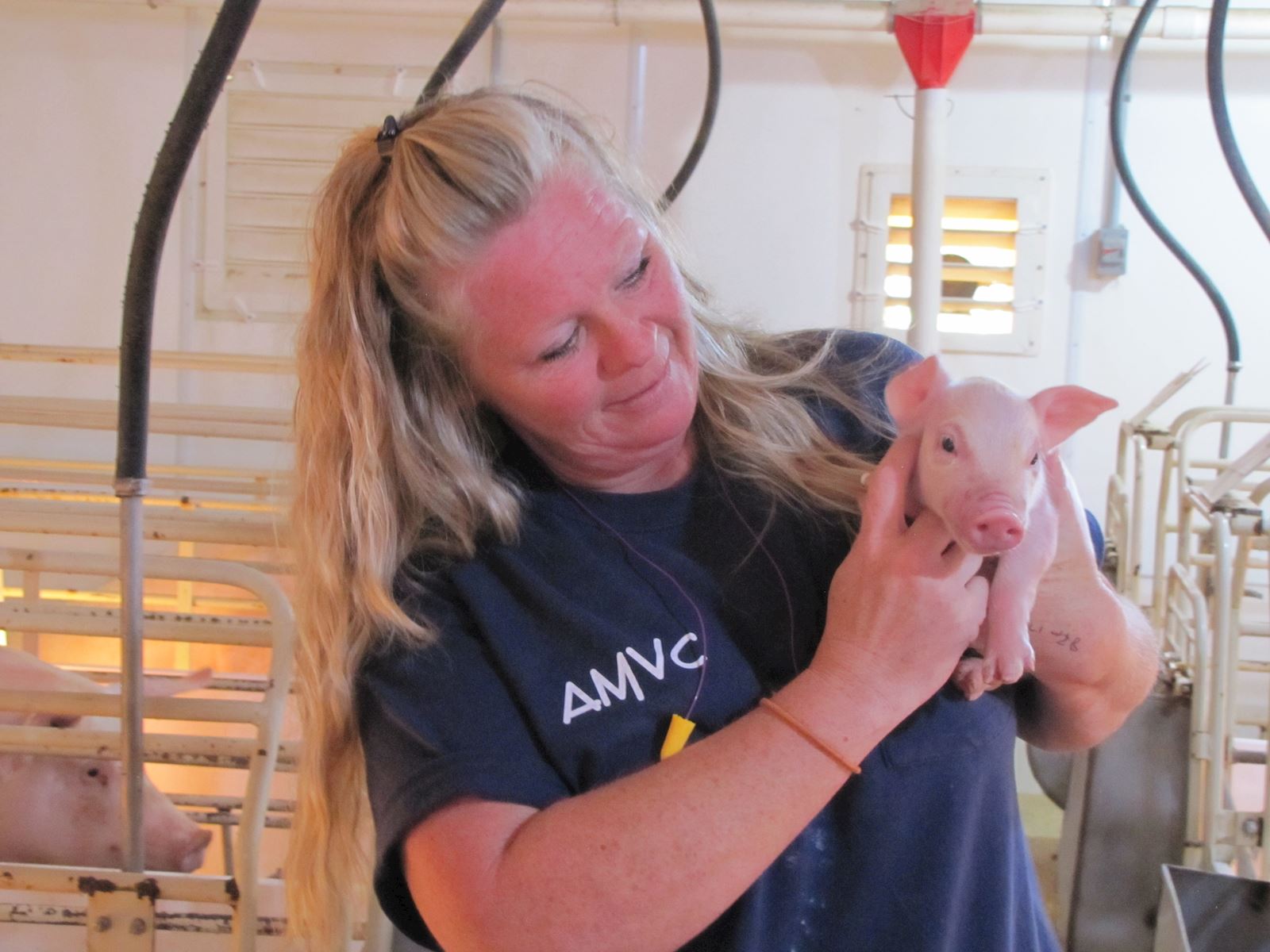 Dawn cares for piglet