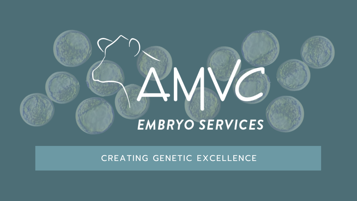 amvc embryo