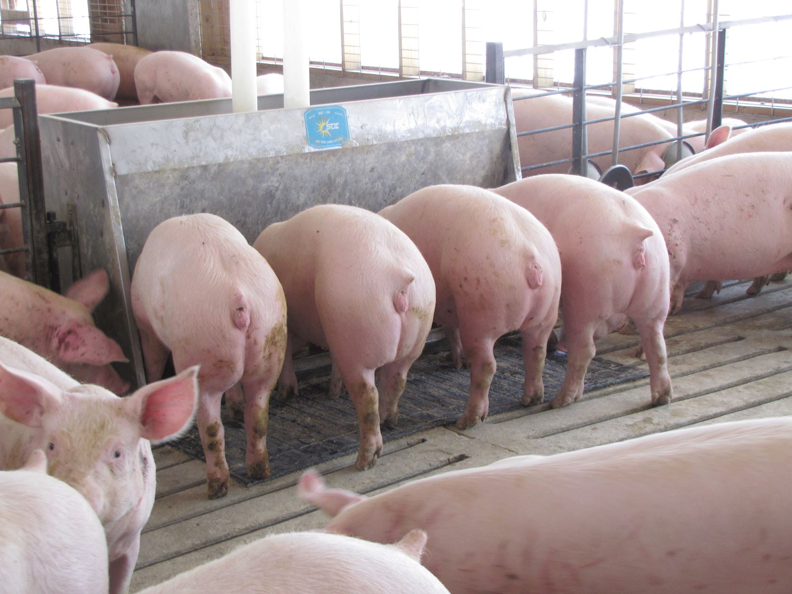 Sparks featured in Pig Health Today