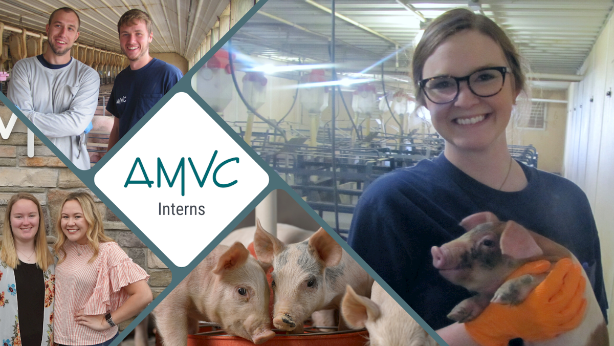 AMVC Interns