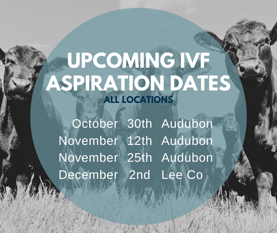 Email cattlerepro@amvcms.com or call 712-563-4201 to get on the schedule!