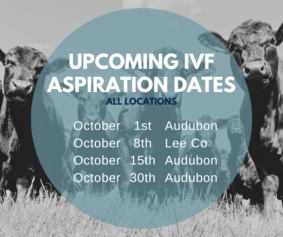 Email cattlerepro@amvcms.com or call 712-563-4201 to get on the schedule!