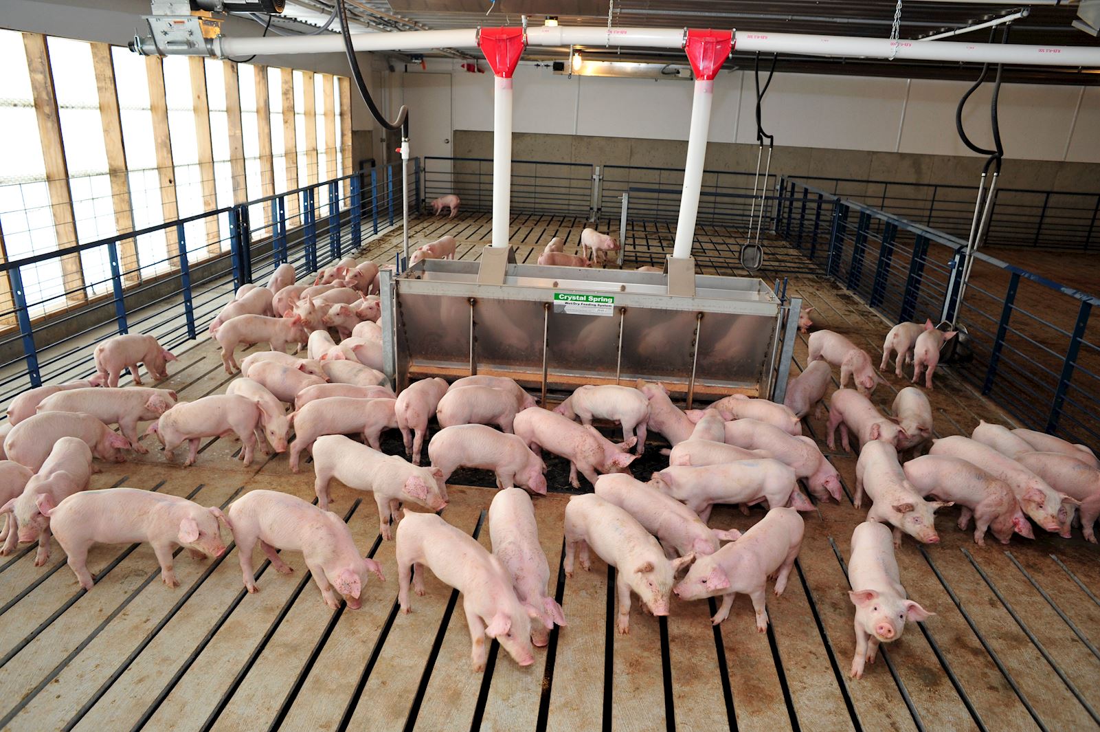 swine veterinarians learn from AMVC and ISU