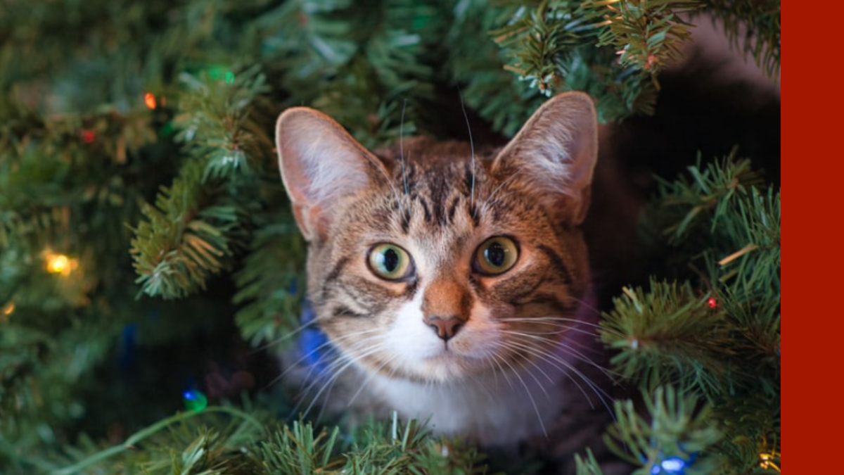 Holiday Hazards Harmful to Pets