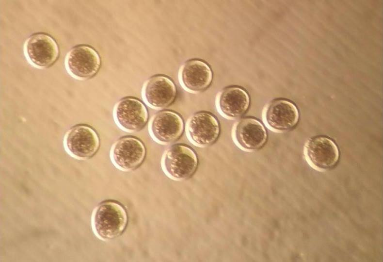 amvc embryo