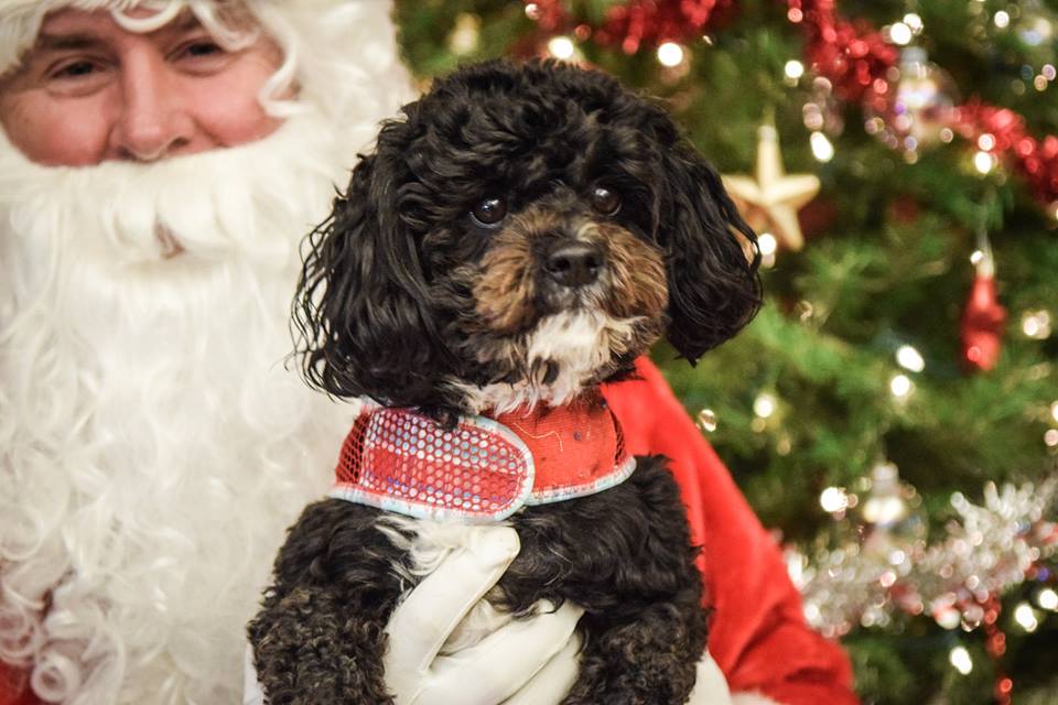 Pet pictures with Santa