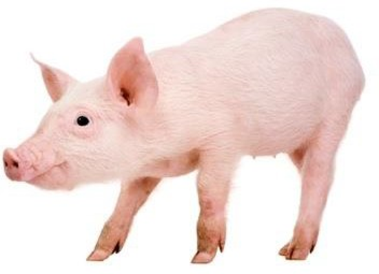 Swine Health Litter Letter September 2018